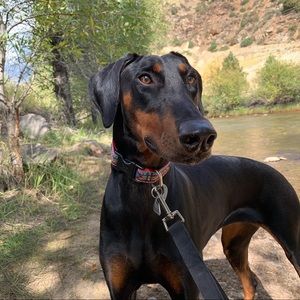 Meet your Posher, Krista